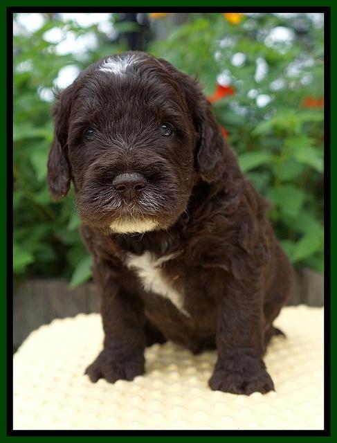 Sundae Camo pups 4 wks old 351