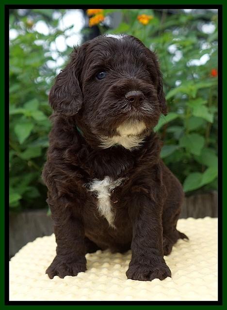 Sundae Camo pups 4 wks old 371