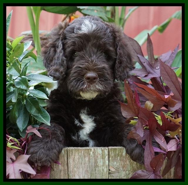 Sundae Camo pups 6 wks old 401