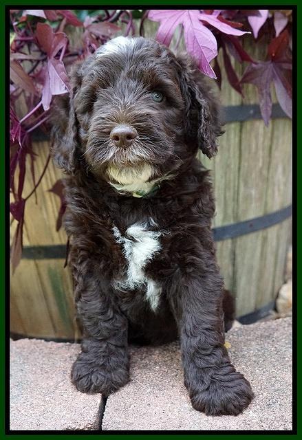 Sundae Camo pups 6 wks old 411