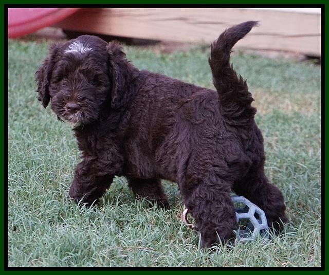 Sundae Camo pups 7 wks old 391