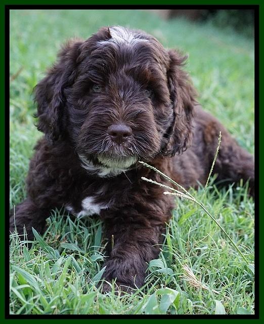 Sundae Camo pups 7 wks old 401
