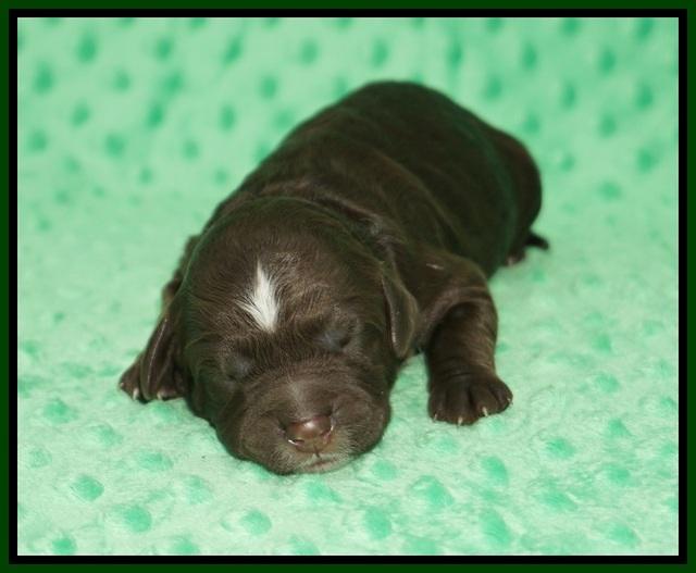Sundae Camo pups Newborn 81