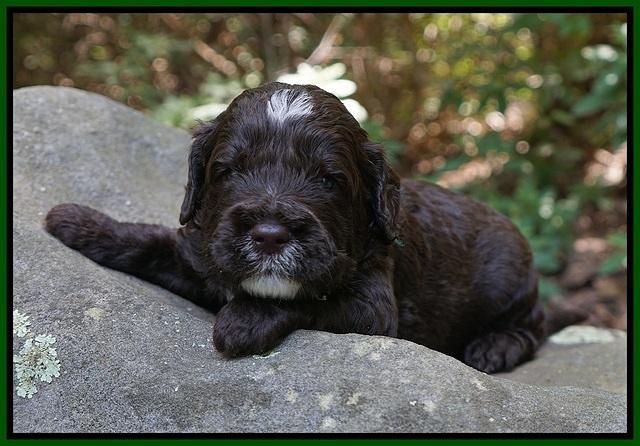 Sundae Dansby pups 3 wks old 261