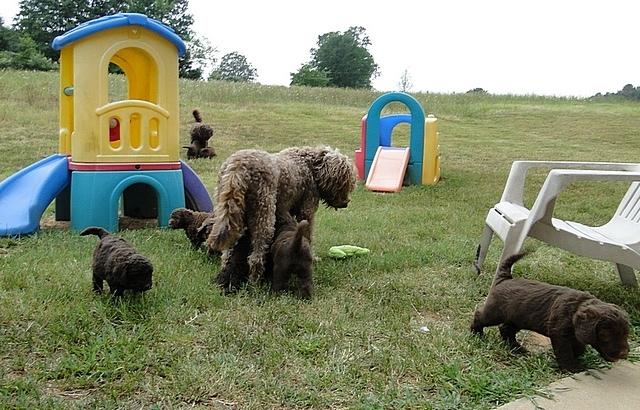 Tara Rascal 5.5 weeks old playing outside 001