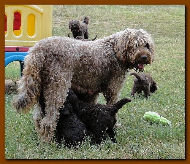 Tara Rascal 5.5 weeks old playing outside 002