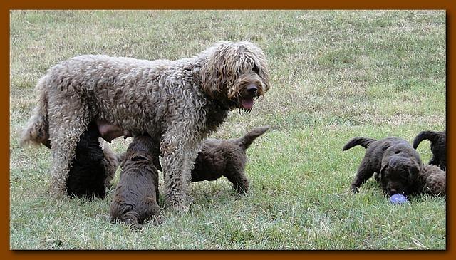 Tara Rascal 5.5 weeks old playing outside 003