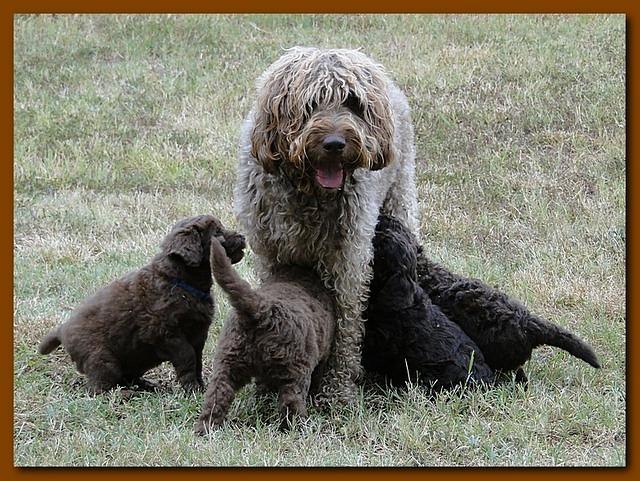 Tara Rascal 5.5 weeks old playing outside 004