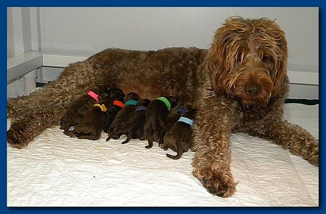 Tara Rascal Newborn pups 6 3 10 011