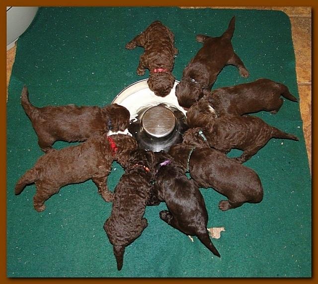 Tara Rascal group feeding 001