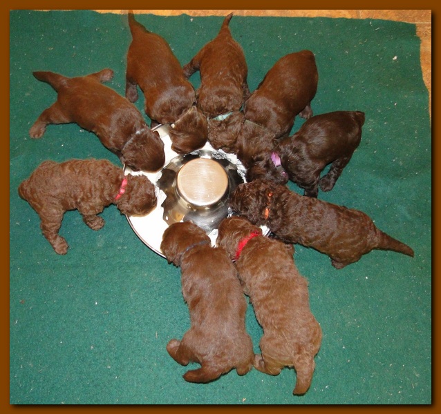 Tara Rascal group feeding 002