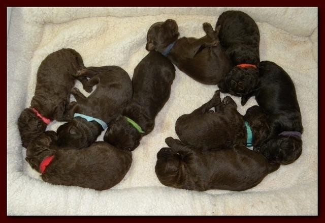 Tara Rascal puppies 10 days old group 002