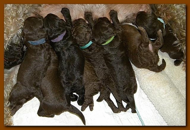 Tara Rascal puppies 10 days old group 012