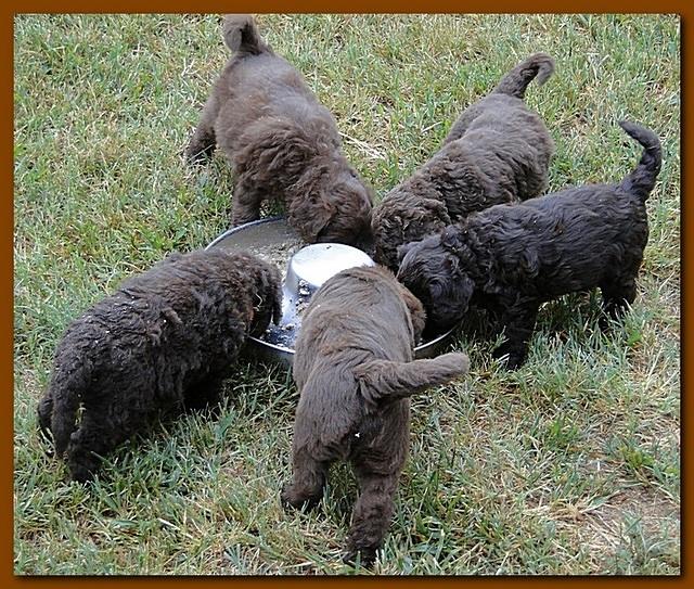 Tara Rascal puppies 5.5 weeks old 007