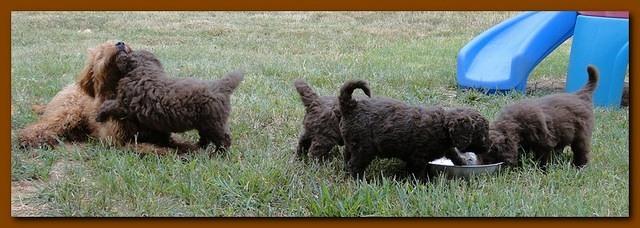 Tara Rascal puppies 5.5 weeks old 010