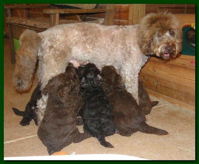 Tara Rascal puppies 6 weeks old 002