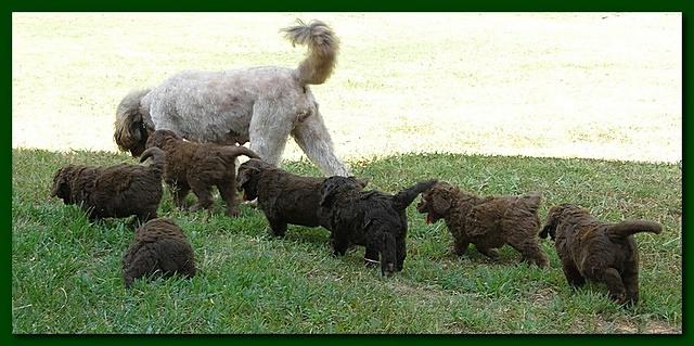 Tara Rascal puppies 6 weeks old 003