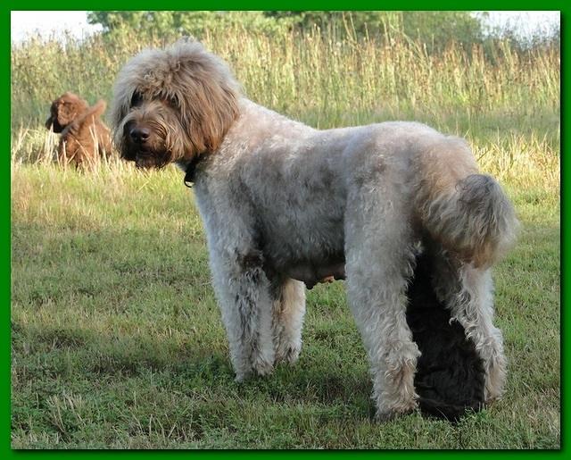 Tara Rascal puppies 6 weeks old 022
