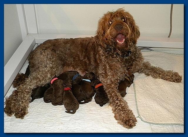 Tara Rascal pups one day old with mom 001
