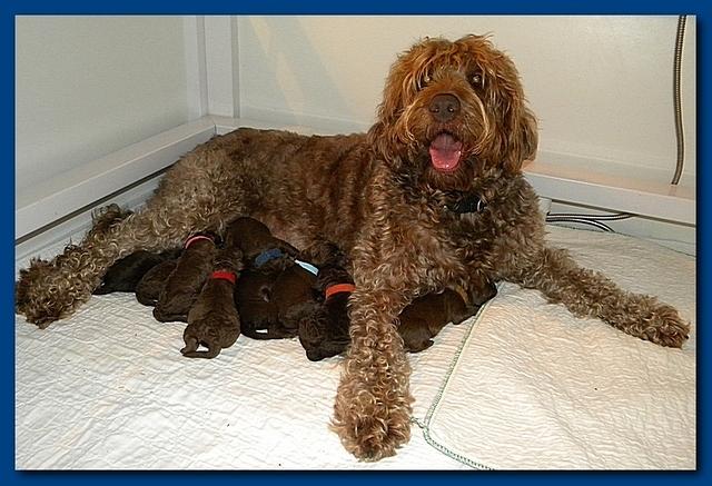 Tara Rascal pups one day old with mom 004