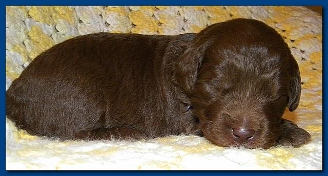 Tara Rascal puppies 2 weeks old 022