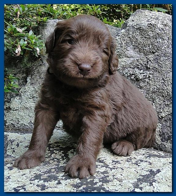 Tara Rascal puppies 3 weeks old 002