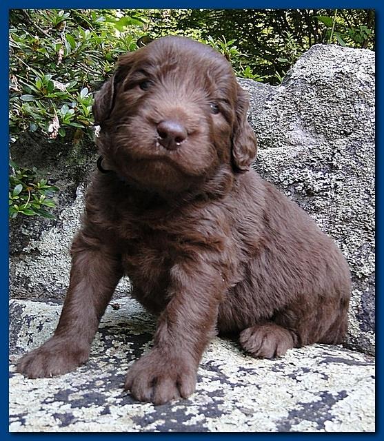 Tara Rascal puppies 3 weeks old 007