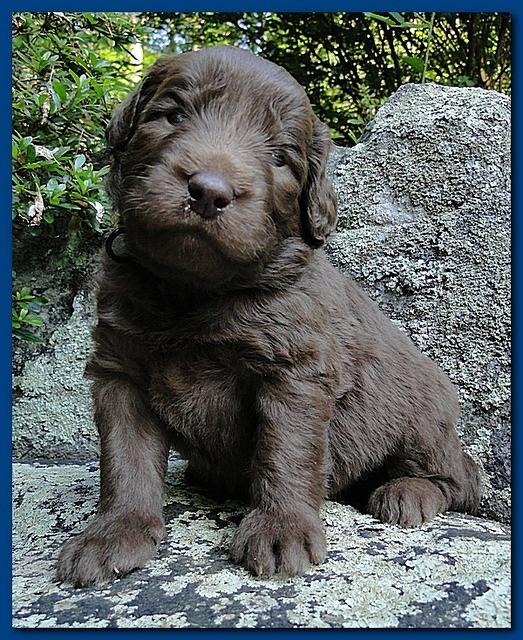 Tara Rascal puppies 3 weeks old 010