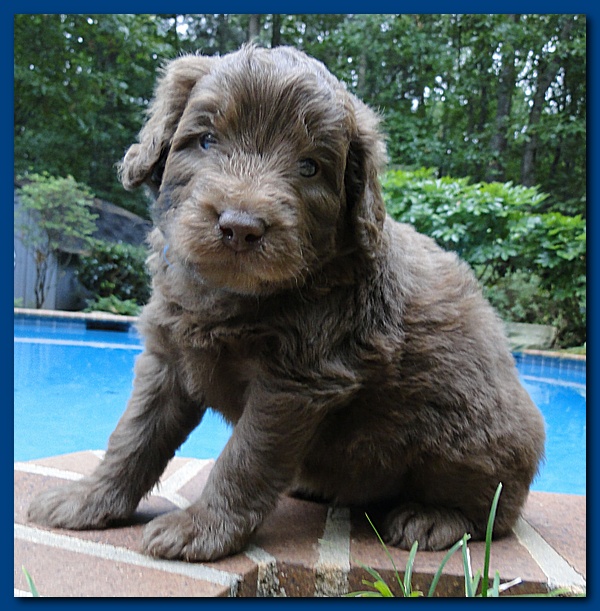 Tara Rascal puppies 4 weeks old pool wag 004