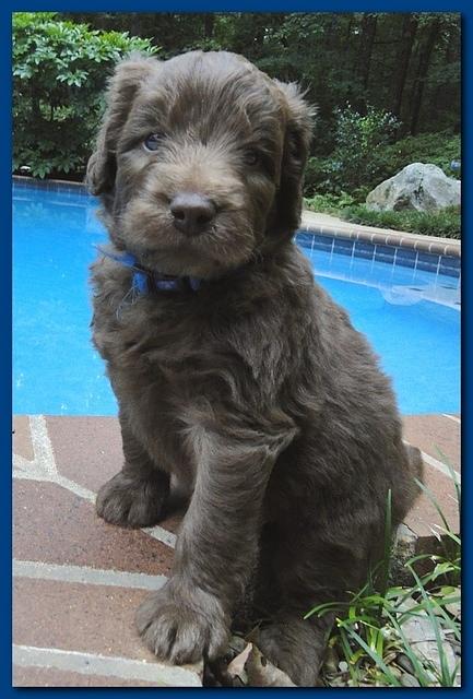 Tara Rascal puppies 4 weeks old pool wag 011