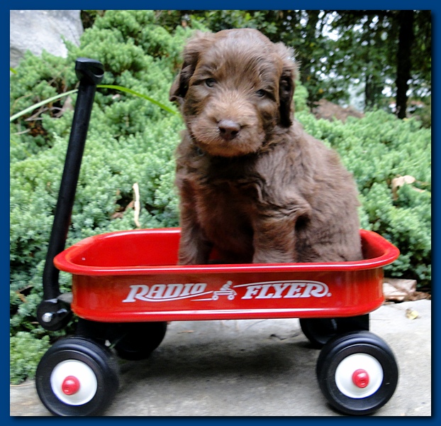Tara Rascal puppies 4 weeks old pool wag 012