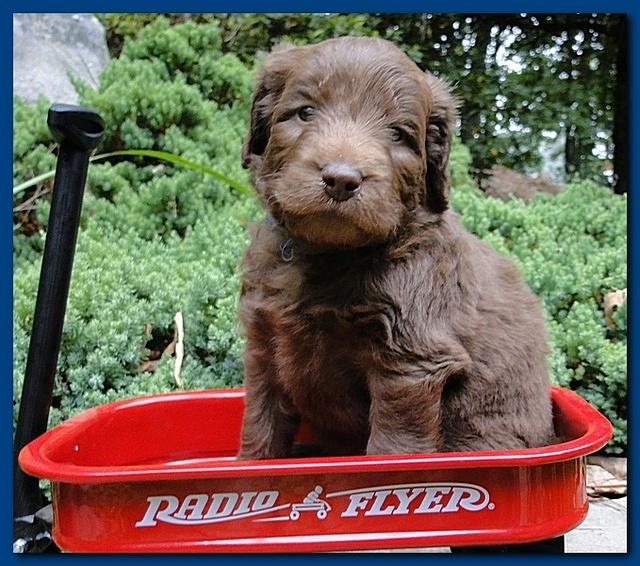 Tara Rascal puppies 4 weeks old pool wag 013