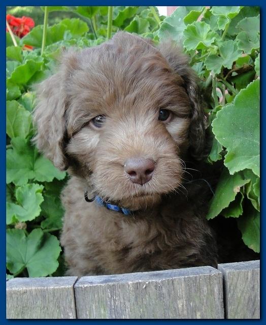 Tara Rascal puppies 5 weeks geraniums 010