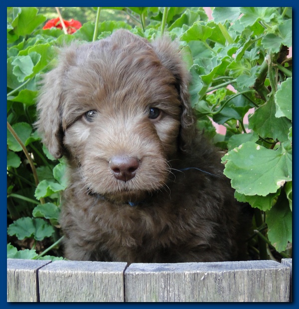 Tara Rascal puppies 5 weeks geraniums 011