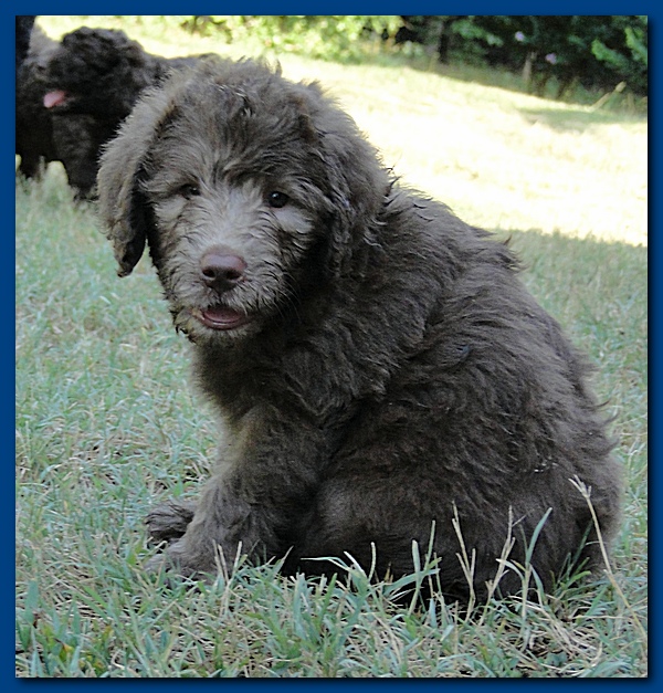 Tara Rascal puppies 7 weeks old playing 052