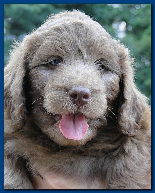 Tara Rascal puppies faces 5.8 weeks old 010