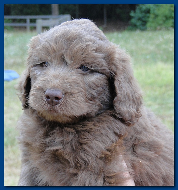 Tara Rascal puppies faces 5.8 weeks old 033