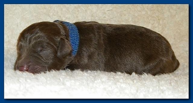 Tara Rascal pups one day old 006