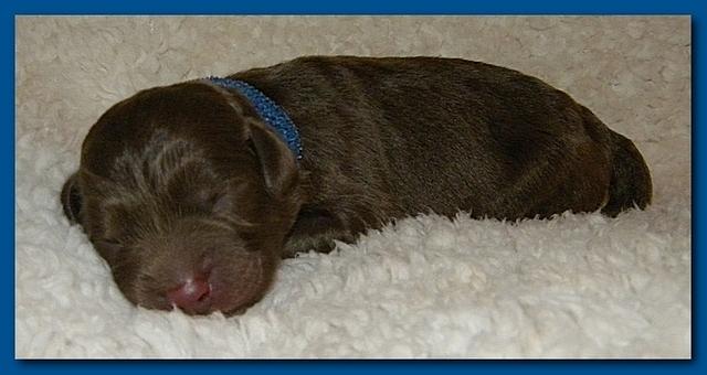 Tara Rascal pups one day old 011