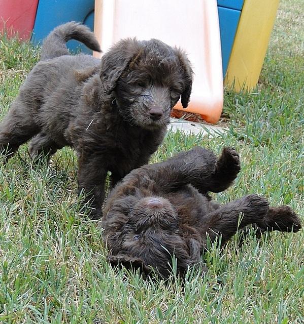 Tara Rascal 5.5 weeks old playing outside 018