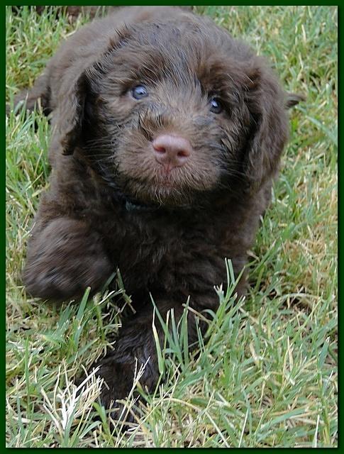 Tara Rascal 5.5 weeks old playing outside 019