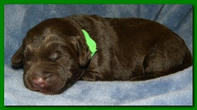 Tara Rascal puppies 1 week old 028