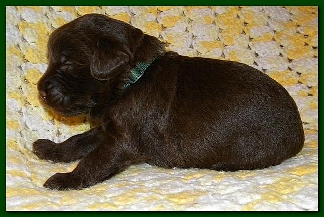 Tara Rascal puppies 2 weeks old 044