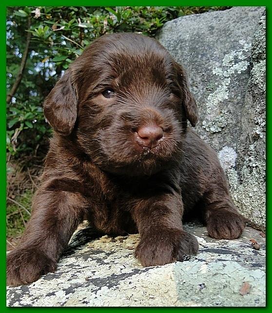 Tara Rascal puppies 3 weeks old 018