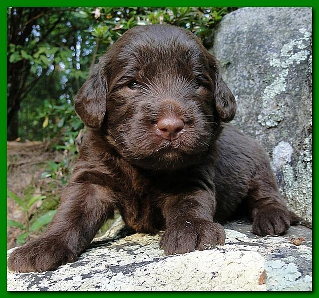 Tara Rascal puppies 3 weeks old 019