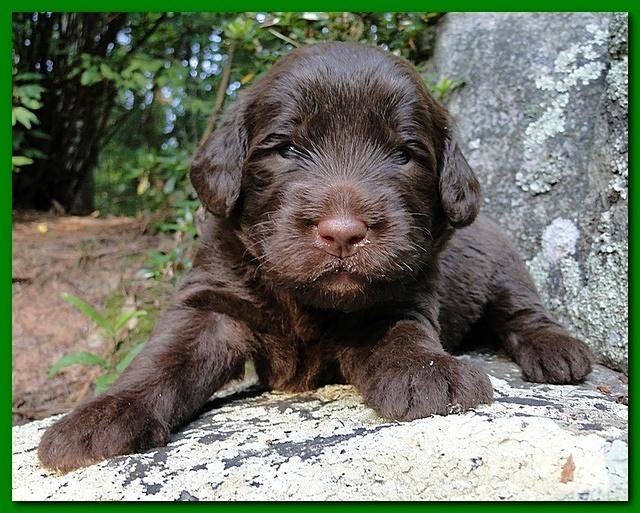 Tara Rascal puppies 3 weeks old 020