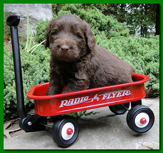 Tara Rascal puppies 4 weeks old pool wag 036
