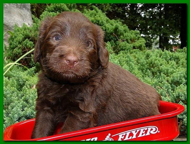 Tara Rascal puppies 4 weeks old pool wag 037