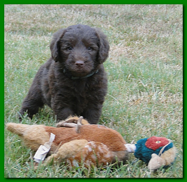 Tara Rascal puppies 5.5 weeks old 014