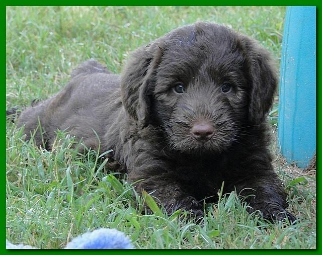 Tara Rascal puppies 6 weeks old 014
